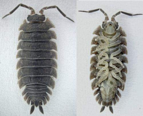 Porcellio scaber